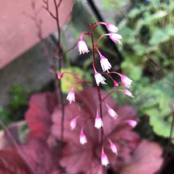 花の記録の画像 by ゆゆさん | 小さな庭とヒューケラの花と花の記録と6月の植物と6月の記録とかわいいな♡と6月の庭