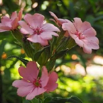 四季の小径の画像 by みっ木ーさん | 広い庭と四季の小径と松本センノウ✨と季節のお花と花のある暮らしとみどりのある暮らしと花いろいろと６月