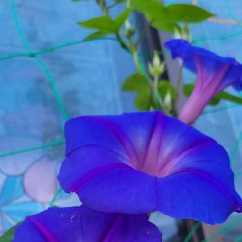 アサガオ♡の画像 by ひろさん | 小さな庭と琉球アサガオ オーシャンブルーと元気パワーと朝の一枚と今日のお花と癒されて❤️とか〜わい〜とアサガオ♡