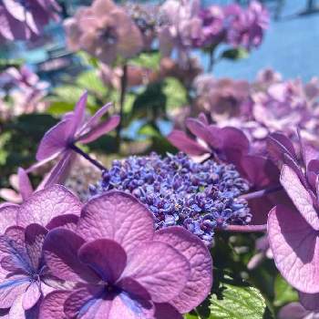 西武池袋の空中庭園の画像 by さいたまさん | お出かけ先とアジサイと紫陽花が好き♡と西武池袋の空中庭園と花びらの魅力✨と紫陽花が大好き✨