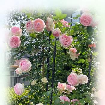 バラ　ピエール・ドゥ・ロンサールの画像 by ソラナムさん | 小さな庭とバラとバラ　ピエール・ドゥ・ロンサールとバラ大好きとバラ好きとバラのある暮らしとばら バラ 薔薇