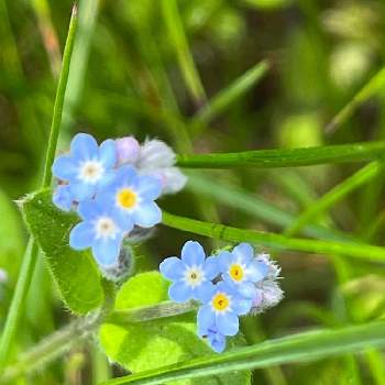 ブルーの花の画像 by ナルコさん | お出かけ先と山野草大好きと山野草と出会いに感謝♡と低山登山とブルーの花