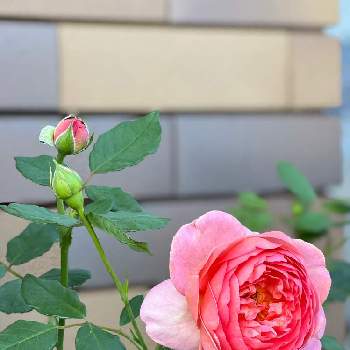 カワイイんですけどぉ♡︎ʾʾの画像 by taka☆彡さん | ボスコベルと薔薇とカワイイんですけどぉ♡︎ʾʾとばら バラ 薔薇とno green no lifeと花のある暮らしと薔薇♪とERと咲いた！