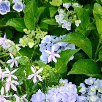 ブルーの花の画像 by CHIEさん | ルリマツリと紫陽花 コンペイトウとルリマツリ(プルンパーゴ)と薄紫色の花と庭の花と猛暑とおうち園芸と綺麗な色♡とブルーの花