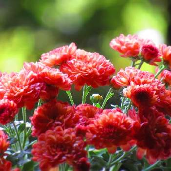 素敵な庭に✨の画像 by サワーポメロさん | 花のある暮らしとマム♪と皆様に感謝と素敵な庭に✨