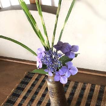 タカノハススキの画像 by ikaQさん | 玄関とガクアジサイとタカノハススキと我が家の庭と花のある暮らしと花いろいろ