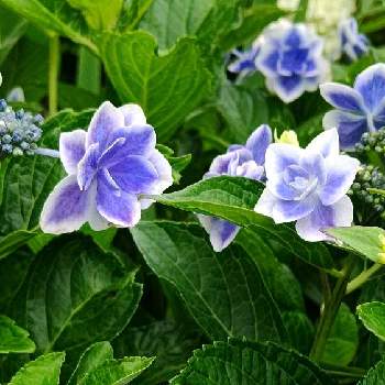 ブルーの花の画像 by CHIEさん | コンペイトウと紫陽花 コンペイトウと庭の花と猛暑とおうち園芸と綺麗なお花と綺麗な色♡とブルーの花