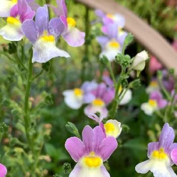 ネメシア,小さなお花,おうち園芸,ピンク,花のある暮らしの画像