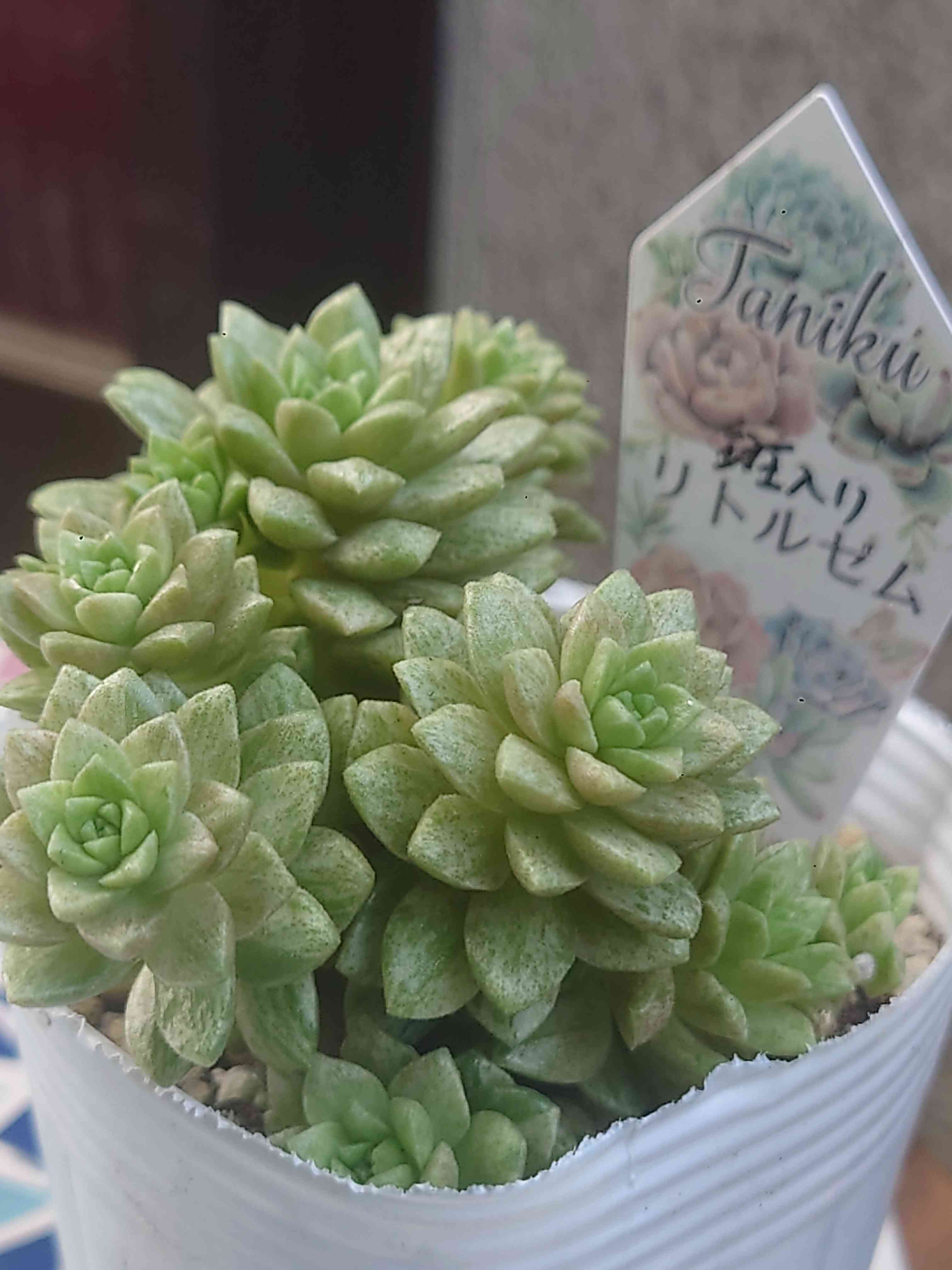 リトルジェム錦の一覧｜🍀GreenSnap（グリーンスナップ）