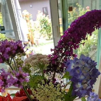 ブッドレア。の画像 by Chieko☆さん | 可愛い花と変わった色とブッドレア。と私の庭と綺麗な色♡とエキナセア❁と霧島の恵と可愛い♡