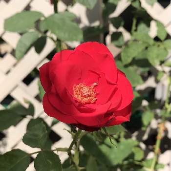 赤いバラの画像 by nakbさん | ガーデニングと赤いバラとばら バラ 薔薇