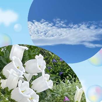 カンパニュラ♡の画像 by ｱﾐᵕ̈ﾌﾙﾙꔛ‬ꕤさん | 涼しげと白いお花とカンパニュラ♡と雲仲間