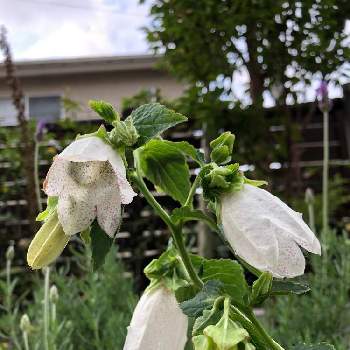 カンパニュラ の投稿画像一覧 Greensnap グリーンスナップ