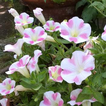 サフィニア  ももいろハート,ナス科,お花大好き,サントリー フラワーズ,ピンクのお花の画像