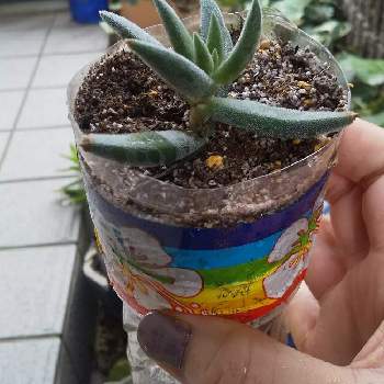 ペットボトル鉢の一覧 Greensnap グリーンスナップ