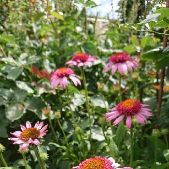 エキナセア ピンクダブルデライトの画像 by ＹＵＭＩＫＯさん | 小さな庭と私の癒し♡と花が好き❤とエキナセア ピンクダブルデライトとわれら17年組とおうち園芸とお花に癒されてと植中毒と花のある暮らしと大好き♡︎ʾʾとかわいいな♡といい色♡