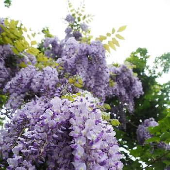 藤の花の画像 by めこさん | 藤の花と礼文島と満開と大好きなお花といい香りと北海道と紫のお花