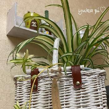オリヅルラン❇︎の画像 by ゆかぴさん | キッチンと観葉植物と癒しと緑のある暮らしとオリヅルラン❇︎