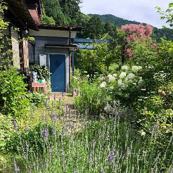 ラベンダー グロッソ,ナチュラルが好き,自己流ガーデニング,富山支部,自然風の庭作りの画像
