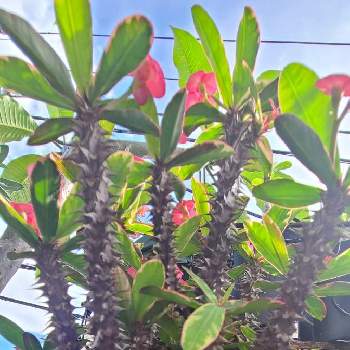花キリン,斑入りハナキリン,ハナキリン,Euphorbia milii variegata,多肉植物の画像