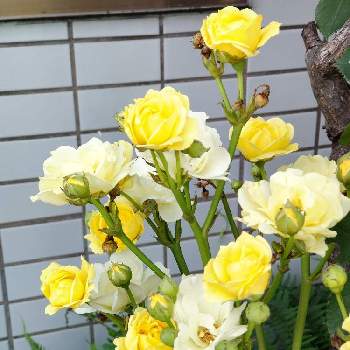 黄色いバラの画像 by メロンパンさん | 黄色いバラとばら バラ 薔薇