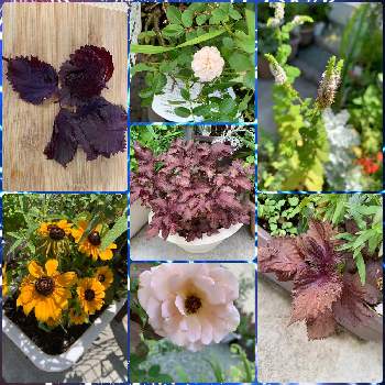 素敵な植物の画像 by サボワさん | エントランスと今日の収穫　夏野菜とルドベキアと赤紫蘇と薔薇　マホガニー・ヴェールジュリアとネペタ(キャットミント)と無加工と笑顔の種とウクライナに平和をと植物のある暮らしと癒やしの植物と癒やしとフラワーライフとボタニカル・ライフと美しい植物とコロナウイルスの終息を願う！と植物大好きと素敵ライフと癒やしライフとおうち園芸と緑のある暮らしと寄植えと花のある暮らしとお花のある生活と緑のある生活と素敵な植物