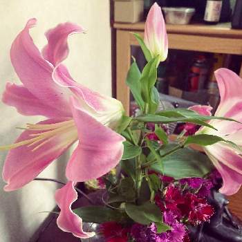 愛情たっぷり♡の画像 by warm feelingさん | 広い庭と素敵な花と百合の花と今日のお花と元気もらえるとピンクのお花と愛情たっぷり♡とお洒落さんと花のある暮らしとピンクの百合とお花好き