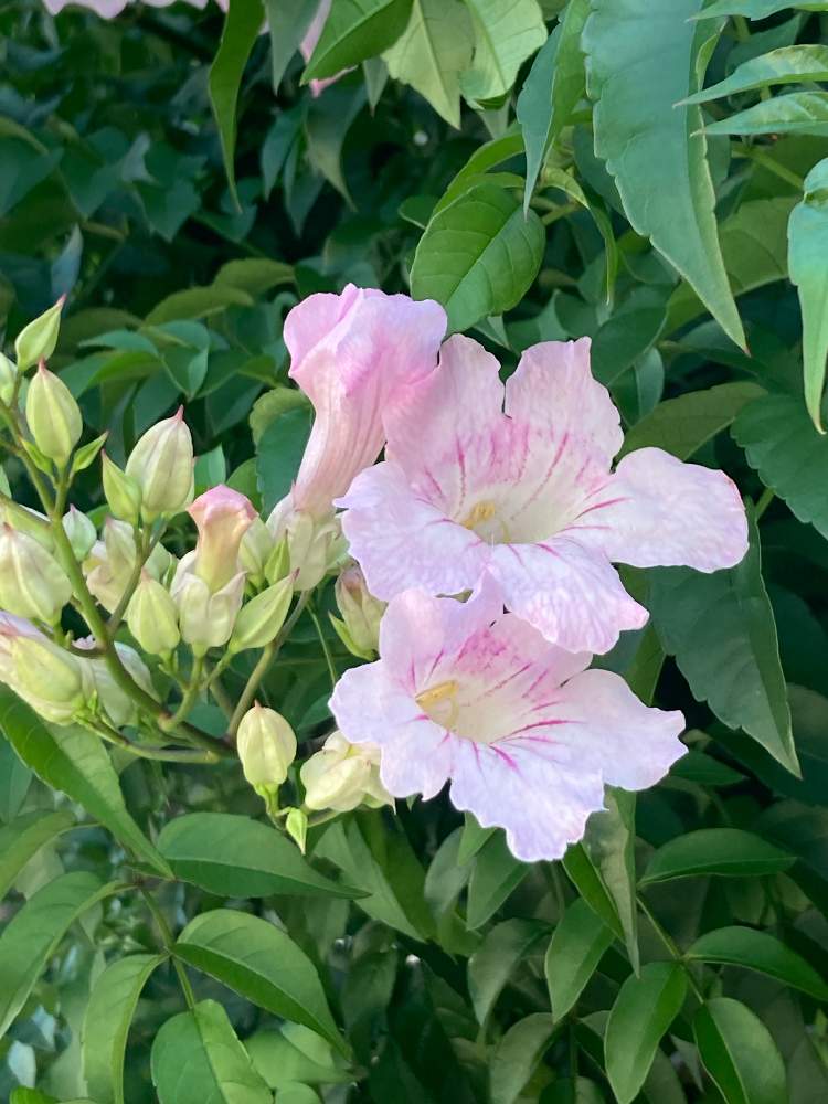 ピンクノウゼンカズラの投稿画像 By えみぱんさん ピンクのお花とノウゼンカズラ ピンクとお出かけ先とピンクのお花 22月6月26日 Greensnap グリーンスナップ Greensnap グリーンスナップ