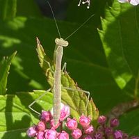 シモツケ ,オオカマキリ,山野草,花木,樹木の画像