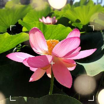 ピンク色の画像 by 慈雨さん | お出かけ先とピンク色と大好きと蓮の花☘️と散歩と 蓮の花と花のある暮らし