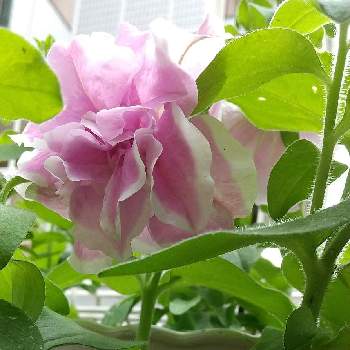 優雅の画像 by 久美さん | 小さな庭とペチュニアとかわいいとピンクと繊細な花びらと優雅