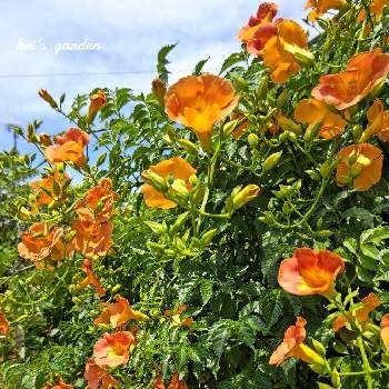 花の写真の画像 by keiさん | 広い庭とノウゼンカズラとオレンジ色の花と花の写真と花壇とマイガーデンと庭のある暮らしとガーデニングと花のある暮らし