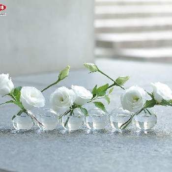 サカタの種の画像 by まなさん | 白い花とサカタの種