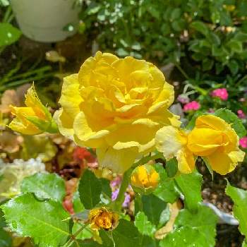 ゴールドバニーの画像 by にゃんこさん | ゴールドバニーとブッシュローズとばら バラ 薔薇と千葉県と花のある暮らしとロザリアンとバラを楽しむ
