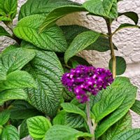 ヘリオトロープ,ヘリオトロープ,応援しているよ,出逢いに感謝,自分らしくねの画像