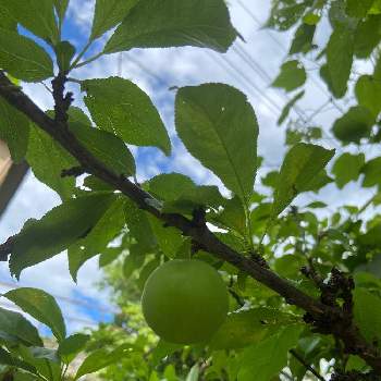 果物の木の投稿画像一覧 Greensnap グリーンスナップ