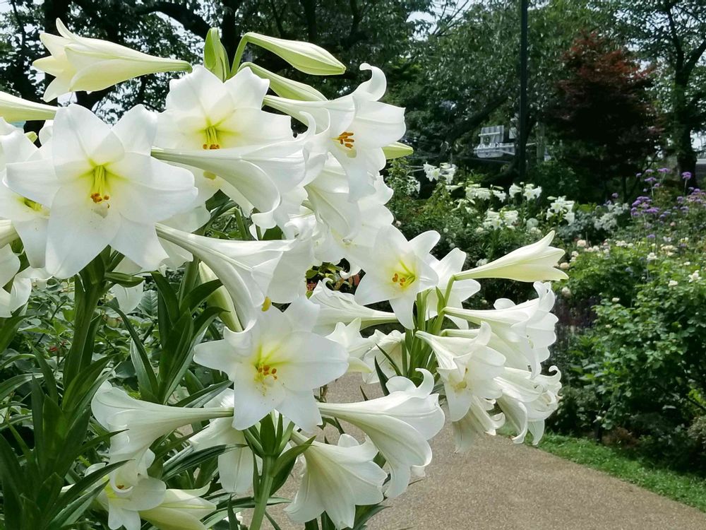 エリィさんの港の見える丘公園への投稿