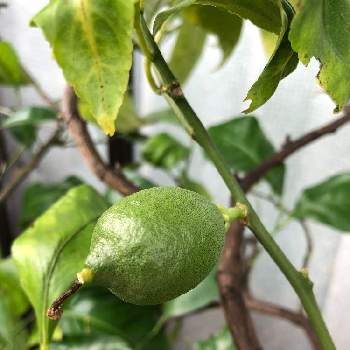 レモン　リスボンの画像 by Citrusさん | バルコニー/ベランダとレモンとレモンの鉢植えと柑橘の鉢とレモン　リスボンと果樹鉢植えと香酸柑橘