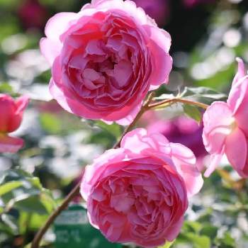 ボスコベルの画像 by 球根の中にはさん | ボスコベルとイングリッシュ・ローズとピンクの花と薔薇♪とばら バラ 薔薇