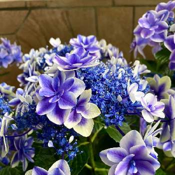 箱根湿生花園の画像 by ヤンビビさん | お出かけ先と紫陽花  星占いと青い花と面白いと箱根湿生花園とアジサイ　紫陽花と紫陽花 アジサイ あじさい
