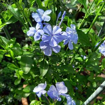 ブルーの花の画像 by keicyannさん | 小さな庭とプルンバーゴとルリマツリとかわいい♡といやし♡と皆さんに感謝と半耐寒性常緑低木と花のある暮らしとブルーの花と花が好きと自然が好き