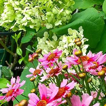 コレオプシス ガーネットの画像 by kikorinさん | 小さな庭とコレオプシス ガーネットとアナベルとウクライナに平和をとアジキチ（アジサイキチガイ）とNO WARと紫陽花まつりと咲いてくれてありがとう❤と梅雨とバラと夢CLUBと好きな色❤と紫陽花大好きと鉢植えと美しい✨✨と私の癒し系達♡と花のある暮らしと6月の庭と#PW
