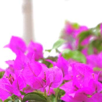 ピンクシリーズ♪の画像 by みどり*。さん | ブーゲンビリアと花に恋して♡︎ʾʾと癒しと感謝とありがとうとピンクワールドへ ようこそとキュンキュン♡とGo✿to✿flowerと花のある暮らしとやさしい気持ちとピンクシリーズ♪と雨の日