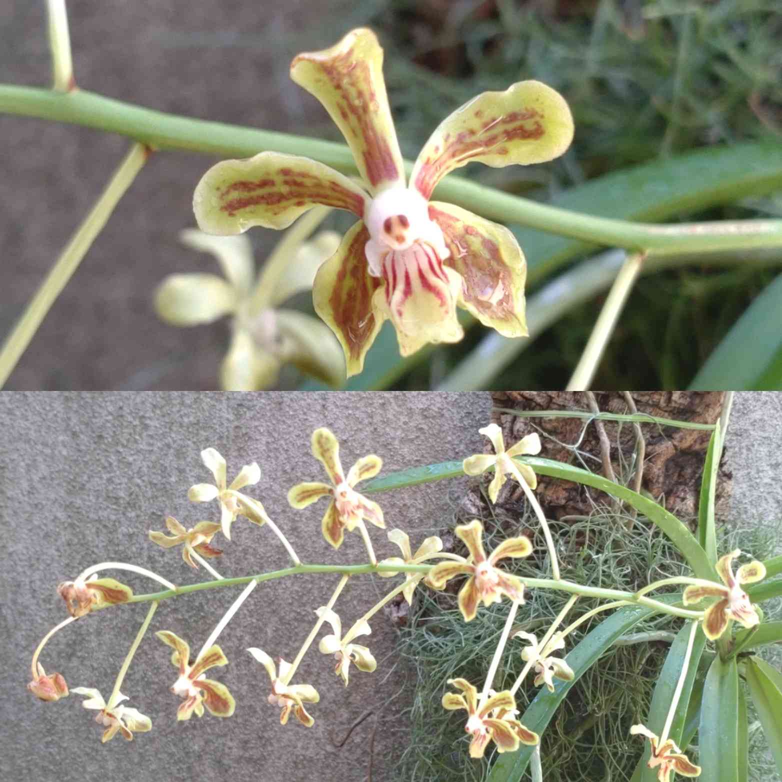 リ*ル様 コウトヒスイラン。 コウトウヒスイラン「Vanda lamellata Lindl」 | 沖縄熱帯植物