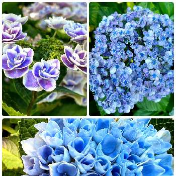 晴れの日の画像 by あーちゃんさん | お出かけ先と紫陽花と今日もあつ～い。と晴れの日とすてき…♡と夏の花ときれい♡とブルーの紫陽花とあじさいフォトコンテスト2022とお花は癒し♡とほっこり