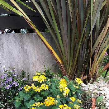 夏らしい！の画像 by フクフクさん | スーパーランタナ　サニーイエローとPWと夏の花と黄色い花と夏の花壇と西側と6月と夏らしい！と地植えとスーパーランタナ♡