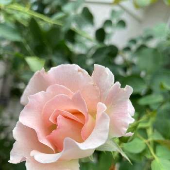 ピンク色の画像 by Les fleurs ＊＊＊＊さん | お出かけ先とピンク色とバラの花 二番花と薔薇の花♪と薔薇・ロココ