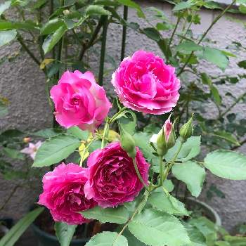 夕方の庭の画像 by きゃらめる©︎さん | ばら バラ 薔薇と健気な薔薇〜♡とバラと暮らすとシェエラザード♡とバラ・シェエラザードと梅雨なんだけどとバラ 鉢植えと夕方の庭とバラ科とロサオリの薔薇とロザリアンと6月とバラを楽しむと香りのバラ