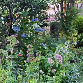 植物にもらうものの画像 by 淳 こさん | 小さな庭と緑でほっとおつかれさまですと日曜の夜にとありがとうといのち　いっぱいと生きるのもとと植物にもらうものと6月の庭とやさしい色たちとこんな小さな明るさでとみんな主役