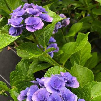 紫陽花 フェアリーアイの投稿画像一覧 Greensnap グリーンスナップ
